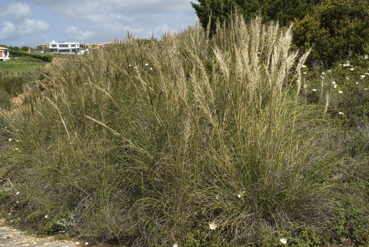 Stipa Tenacissima Esparto Grass